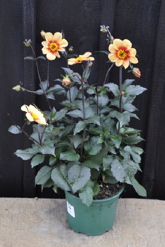 Dahlia X Cultorum Sunshine Frikarti Stauden Ag