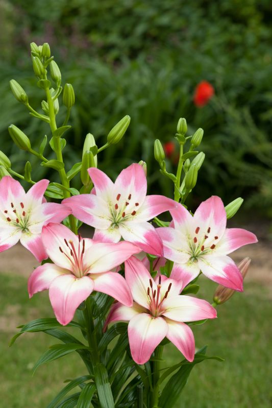 Lilium X Cultorum Levi Frikarti Stauden Ag