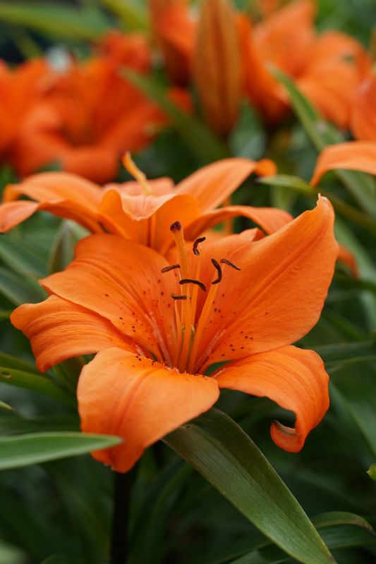 Lilium X Cultorum Orange Pixie Frikarti Stauden AG