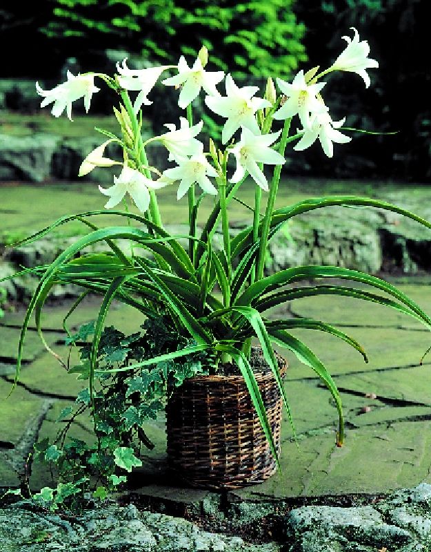 Crinum X Powellii Album Frikarti Stauden AG