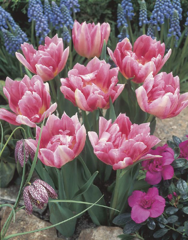 Tulipa X Cultorum Murillo Peach Blossom Frikarti Stauden AG