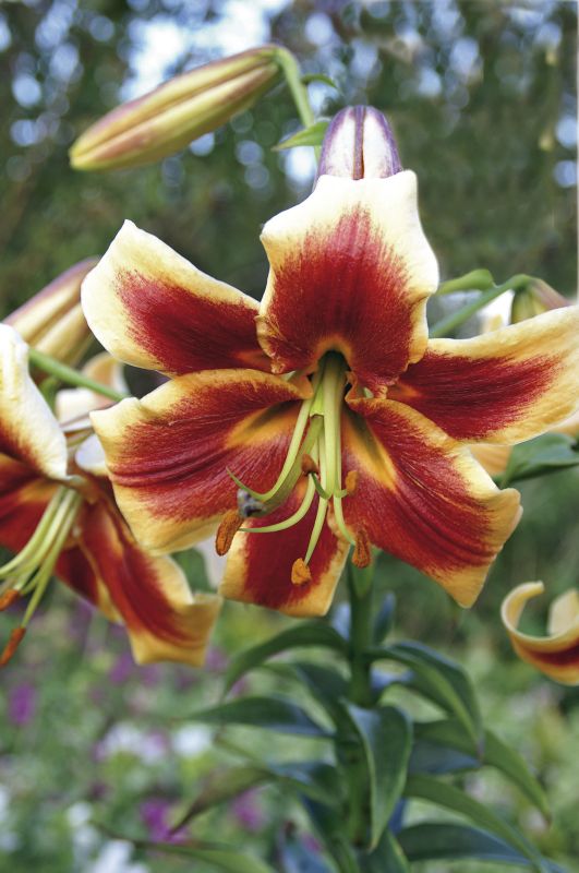 Lilium X Cultorum Debby Frikarti Stauden AG